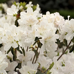 Azalea Snow